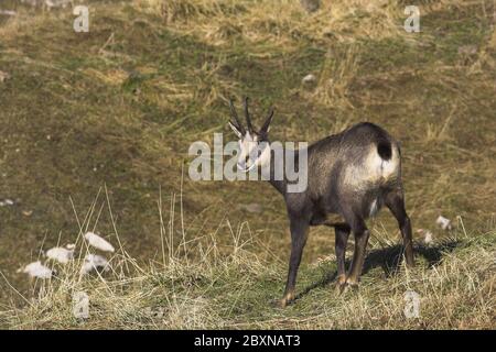 Gemsen, Rupricapra rupicapra, Österreich Stockfoto