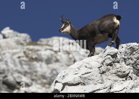 Gemsen, Rupricapra rupicapra, Österreich Stockfoto