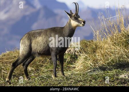 Gemsen, Rupricapra rupicapra, Österreich Stockfoto