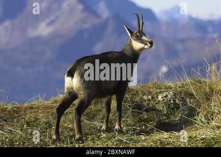 Gemsen, Rupricapra rupicapra, Österreich Stockfoto