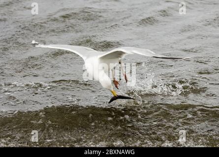 Silbermöwe Stockfoto