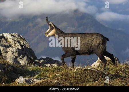 Gemsen, Rupricapra rupicapra, Österreich Stockfoto