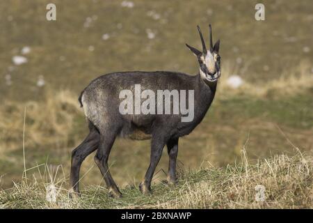 Gemsen, Rupricapra rupicapra, Österreich Stockfoto