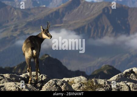 Gemsen, Rupricapra rupicapra, Österreich Stockfoto