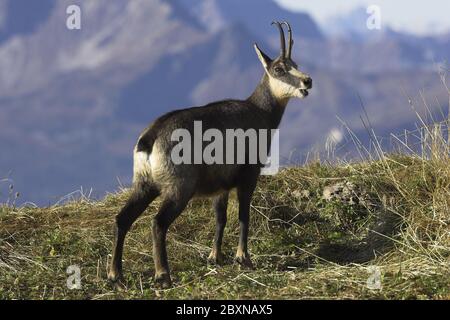 Gemsen, Rupricapra rupicapra, Österreich Stockfoto