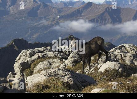 Gemsen, Rupricapra rupicapra, Österreich Stockfoto