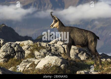 Gemsen, Rupricapra rupicapra, Österreich Stockfoto