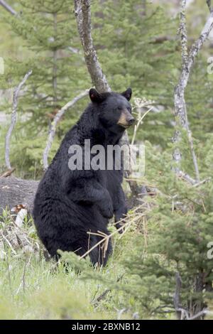 Black Bear, Yellowstone NP, USA Stockfoto