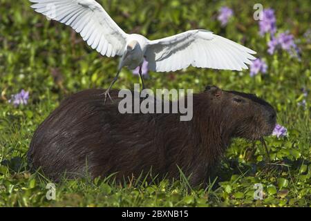 Hydrochoeridae spec., Capybara und Catlle Egret, Llanos de Orinoco, Venezuela Stockfoto