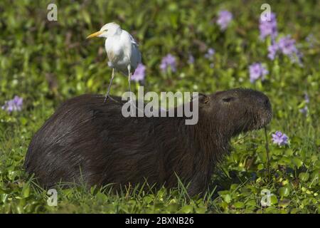 Hydrochoeridae spec., Capybara und Catlle Egret, Llanos de Orinoco, Venezuela Stockfoto