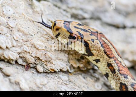 Leopardenschlange - Zamenis situla, schöne farbige Schlange aus südeuropäischen Felsen und Büschen, Insel Pag, Kroatien. Stockfoto