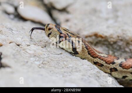 Leopardenschlange - Zamenis situla, schöne farbige Schlange aus südeuropäischen Felsen und Büschen, Insel Pag, Kroatien. Stockfoto