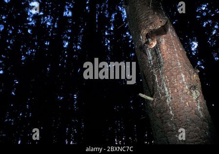 Myotis bechsteinii, bechsteins Fledermaus Stockfoto