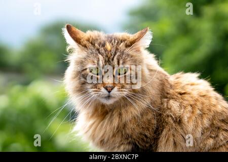 Porträt einer seriouse aussehenden Katze Stockfoto