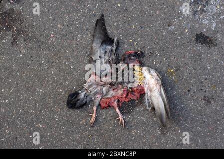 Umriss von Dead Pigeon Roadkill Birdstrike oder Bird Hit auf Bürgersteig oder Bürgersteig gequetscht Stockfoto