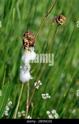 Spittlebug Nymphen in geschäumtem Pflanzensaft. Froghopper Nymphen bekannt als Kuckucksspit, Froschspit oder Schlangenspit Stockfoto