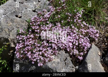 Klumpen von Steinseifenkraut, Saponaria ocymoides, alias Tumbling Ted wächst auf Felsen in der Provence Frankreich Stockfoto