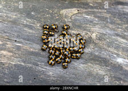Aggregation oder Gruppe von Harlekin Marienkäfer, Harmonia axyridis, aka Asian Ladybeetles, Multicolor Asian Marienkäfer oder Halloween Marienkäfer Stockfoto