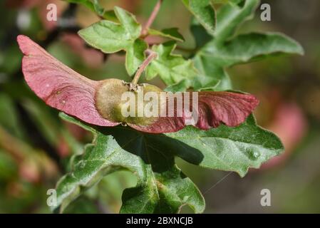 Geflügelte Samenpfeifer des Ahornaaaaahorn Campestre Stockfoto