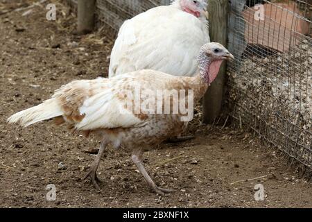 Nahaufnahme eines domestizierten weißen breitbeinige pute Stockfoto