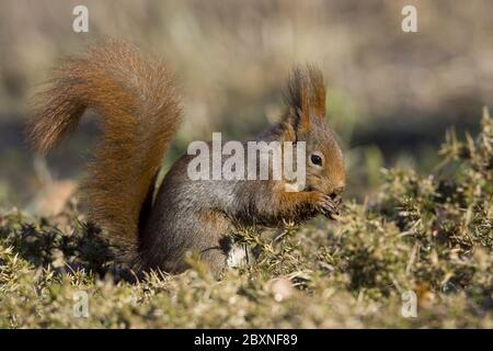Europäische Rothörnchen, Sciurus vulgarius Stockfoto