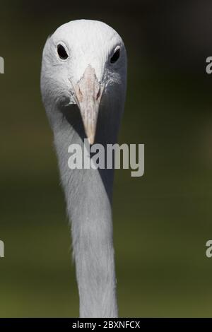 Anthropoides paradisea, Stanley Crane Stockfoto