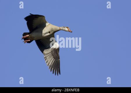 Nilgans, im Flug, Alopochen aegyptiacus, Egyptian Goose, Flying Stockfoto