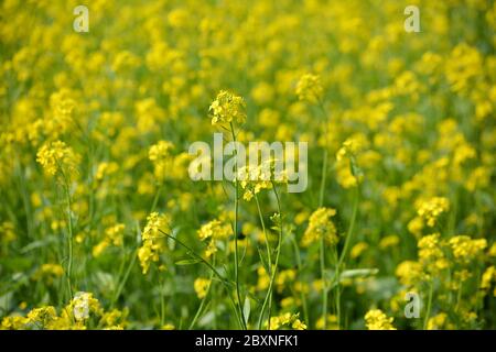 Schöne gelbe Blüten von Senffeld Stockfoto