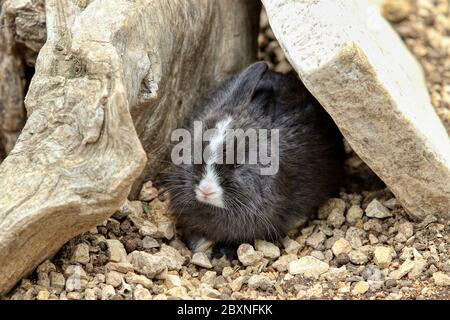 Nahaufnahme eines schwarz weißen Hasen Stockfoto