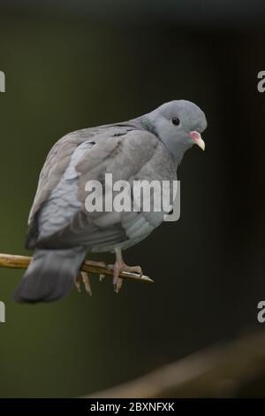 Hohltaube, Columba oenas, Stocktaube Stockfoto