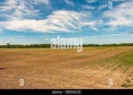 Farm Land, Ontario, Kanada. Blick auf frisch gepflanzte Felder. Stockfoto