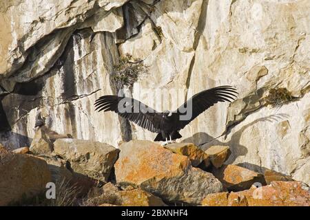 Andenkondor am Felsen über dem Argentino See, Argentinien Stockfoto