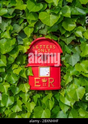 Neuheit rote Vogelbox mit zentrischem Zugangsloch, ähnlich einem britischen Briefkasten, zum Nisten / Bruten, hängt an einer Gartenmauer, umgeben von grünem Efeu. Stockfoto