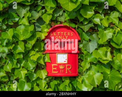 Neuheit rote Vogelbox mit zentrischem Zugangsloch, ähnlich einem britischen Briefkasten, zum Nisten / Bruten, hängt an einer Gartenmauer, umgeben von grünem Efeu. Stockfoto