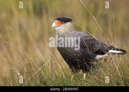 Karakara (Milvago chimango) im NP Tierra del Fuego, Argentinien, Caracara Argentinien, Südamerika Stockfoto