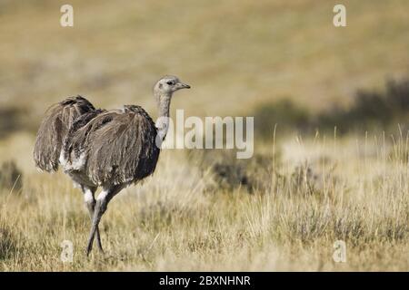 American Rhea im nationalpark Torres del Paine, Patagonien, Chile Stockfoto