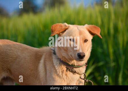 Erstaunliche Porträt von jungen Hund bei Sonnenuntergang. Dies ist ein sehr liebevolles und wunderbares Familienhund. Stockfoto