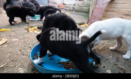 Die Hunde im Tierheim essen. Stockfoto