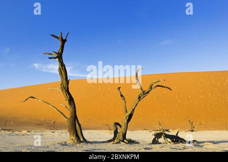 Deadwood auf ausgetrockneter Lehmpfanne, Namib Desert, Afrika Stockfoto