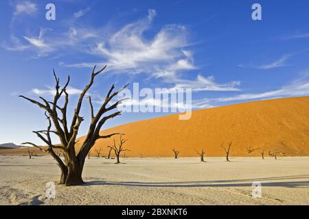 Deadwood auf ausgetrockneter Lehmpfanne, Namib Desert, Afrika Stockfoto