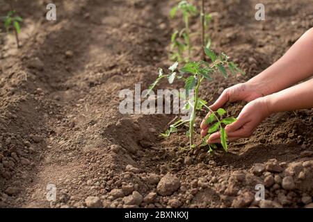 Weibliche Hände säen neue Tomatenpflanze in einem Gemüsegarten, der Erde hält Stockfoto