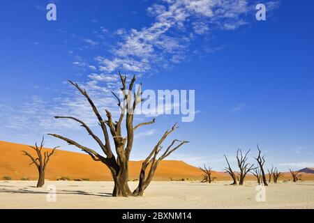 Deadwood auf ausgetrockneter Lehmpfanne, Namib Desert, Afrika Stockfoto