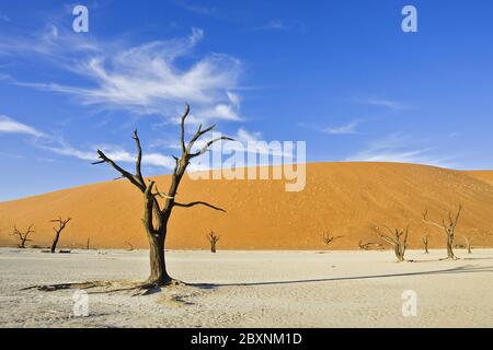 Deadwood auf ausgetrockneter Lehmpfanne, Namib Desert, Afrika Stockfoto