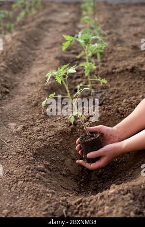 Weibliche Hände säen neue Tomatenpflanze in einem Gemüsegarten Stockfoto