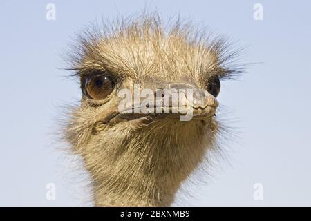 Strauß, Etosha Nationalpark, Namibia, Afrika Stockfoto