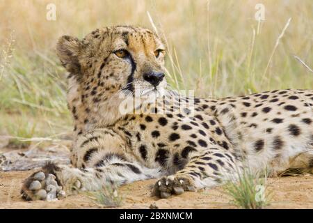 Geetah, Makgadikgadi Pans National Park, Botsuana, Afrika Stockfoto