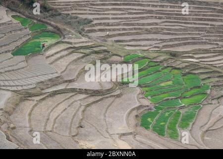 Bhutan, Punakha Bezirk, Yepaisa Dorf. Übersicht über die Reisfelder mit Terrassen. Stockfoto