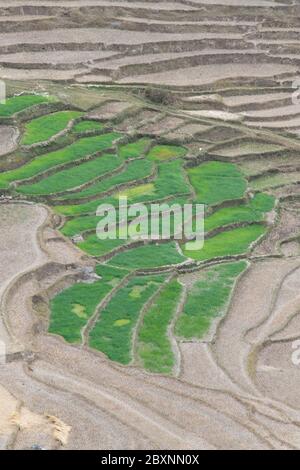 Bhutan, Punakha Bezirk, Yepaisa Dorf. Übersicht über die Reisfelder mit Terrassen. Stockfoto