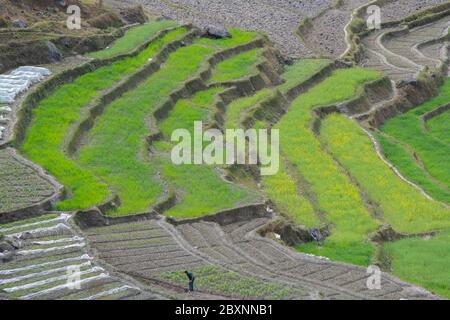 Bhutan, Punakha Bezirk, Yepaisa Dorf. Terrassierte Reisfelder. Stockfoto