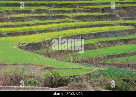 Bhutan, Punakha Bezirk, Yepaisa Dorf. Terrassierte Reisfelder. Stockfoto